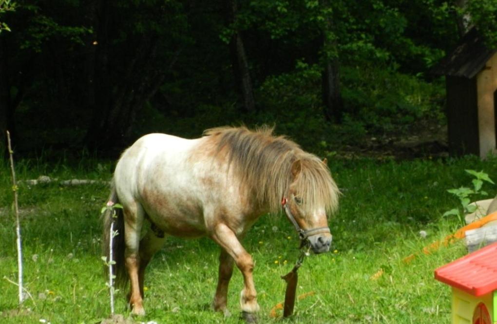 Pensiunea Valea Negrasului Trăisteni Esterno foto